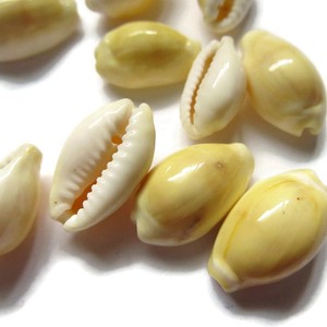 Deniz kabukları beyaz sarı cowrie kabuk toplu miktar okyanus cowry deniz kabukları toptan el sanatları yapımı için - Product Image 2
