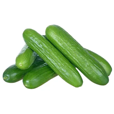 Pepino verde fresco de alta calidad, pepino verde disponible para la exportación