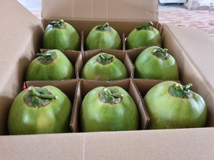 大量かつ競争力のある価格で輸出可能な新鮮なココナッツの多様性サイズ - Product Image 4
