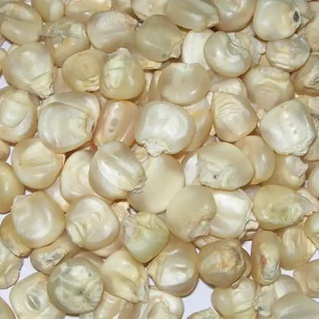 Top Grade Non GMO White and Yellow Corn/Maize