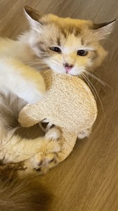 100% ナチュラルロファペットおもちゃ、骨、マウス、魚、アヒル、形、歯のペット猫のチューおもちゃに最適、ベトナム製のデンタルケア - Product Image 6