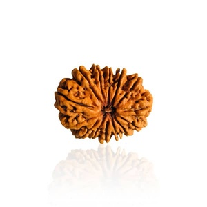 高品質14フェイスネパールルドラクシャビーズ14 Mukhi Rudrakshaブラウンバランス安定性と不恐れのため