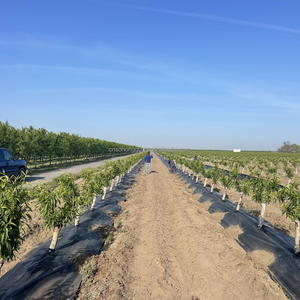 UV điều trị nông nghiệp Sản phẩm nhựa Weed kiểm soát vải vườn cây ăn trái Weed rào cản vải làm vườn Weed mat - Product Image 3