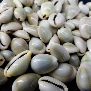 Dekoratif Cowries Seashell-ihracat için en iyi fiyata doğal Cowry kabuk - Product Image 4