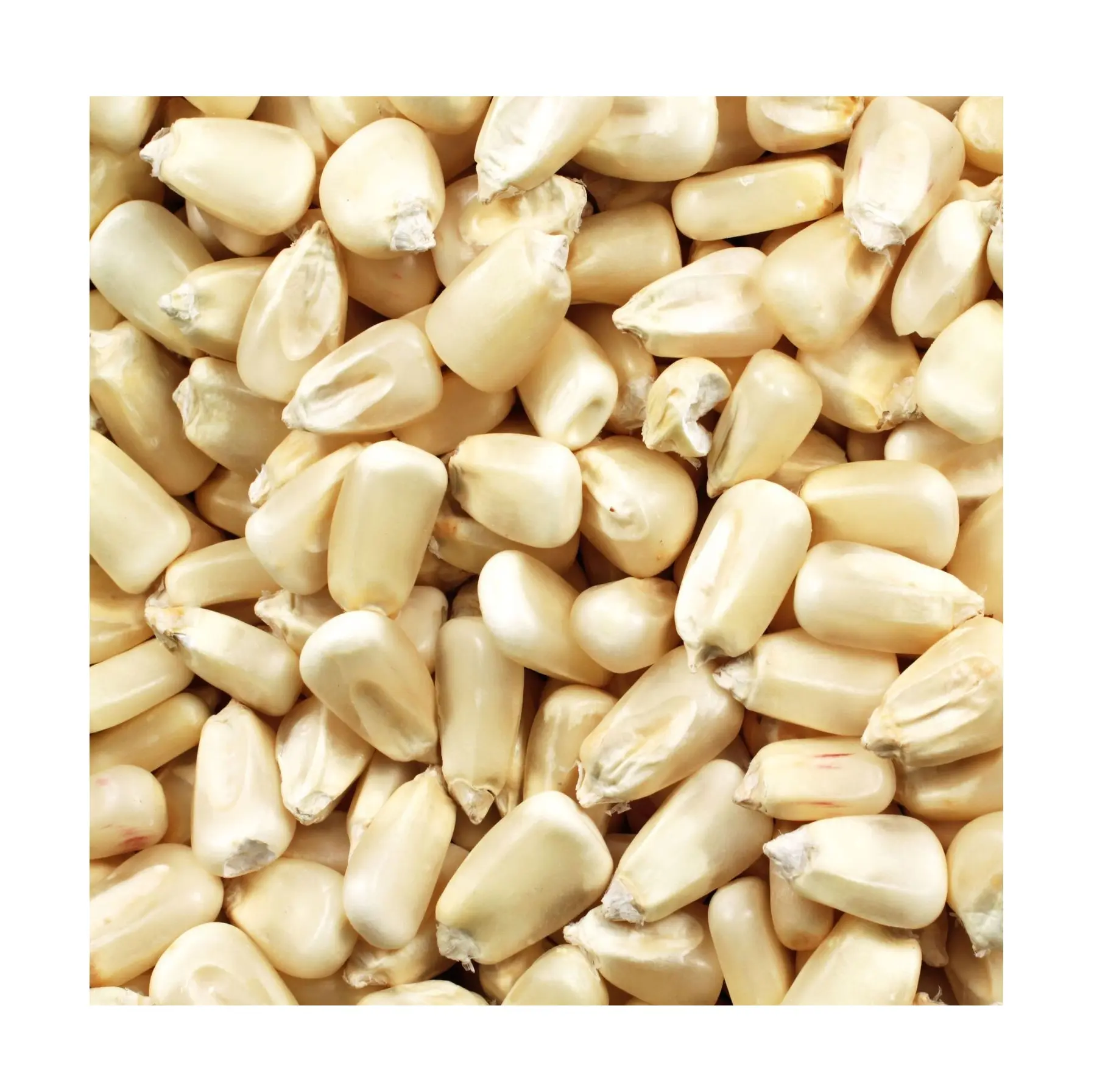 Grains de maïs blanc de haute qualité de bonne qualité pour l'alimentation animale/Graines de maïs blanc disponibles en gros en stock frais en vrac
