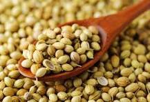 Kişniş tohumları ihracat yüksek kaliteli doğal kurutulmuş tek baharat otlar - Product Image 2