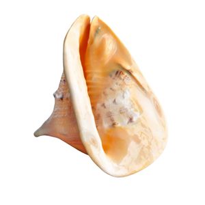 BEST PRICE CASSIS CORNUT LARGE QUEEN CONCH <strong>SHELL</strong> HELMET SHAPE UNIQUE CONCH SNAIL <strong>SHELL</strong> MADE IN VIETNAM - Product Image 1