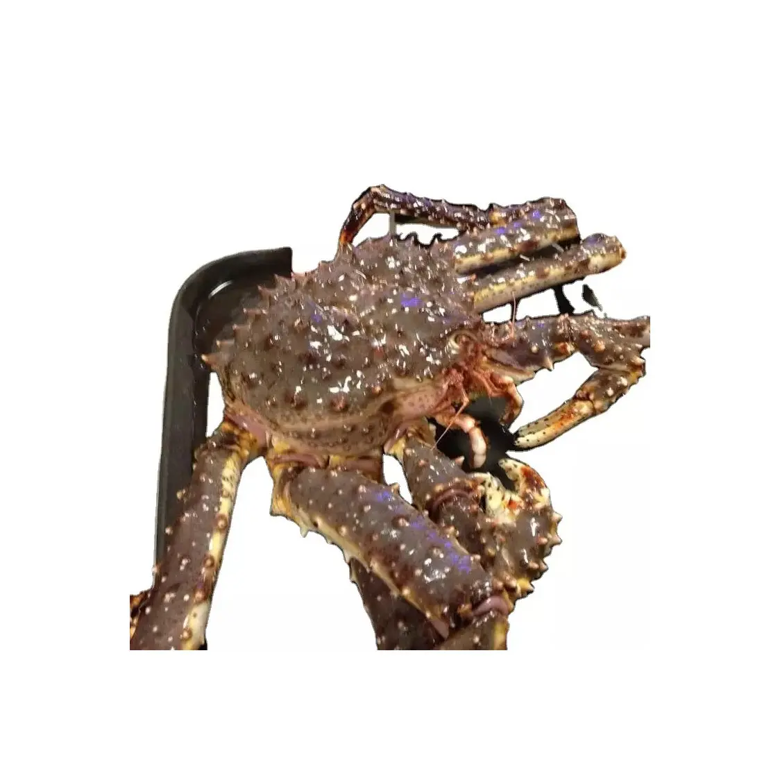 Atacado Whole Grade Red Legs Frozen Soft Shell Crabs Live Mud Crabs Red King Crabs Venda em Massa