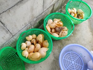 Grande quantità di esportazione conchiglie e gusci di lumaca con il prezzo competitivo - Product Image 5
