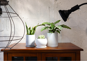 WAP ไฟสำหรับปลูกต้นไม้แบบ LED 20W เต็มสเปกตรัมมีประสิทธิภาพคุ้มค่ากับอายุการใช้งาน IP65 2000ชั่วโมง - Product Image 2