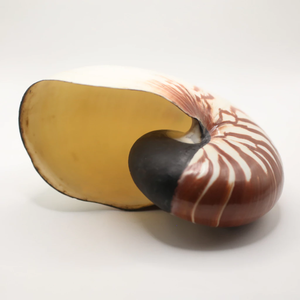 Chambered Nautilus Shell装飾シェルベトナム製エレガントなスパイラルシーシェル高級装飾貝殻 - Product Image 2