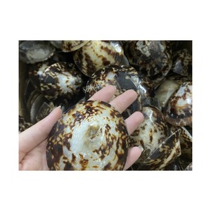 <strong>Discount</strong> 5-10% for First Order: High Quality Limpet <strong>Shell</strong>/ Sea Snail <strong>Shell</strong> Beautiful Model, Factory Price - Product Image 3