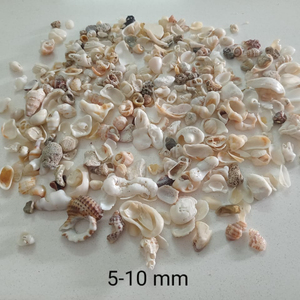 Natural Sea <strong>Shell</strong> / Indian Manufacturer Low Price Ocean Craft Sea <strong>Shells</strong> - Product Image 1