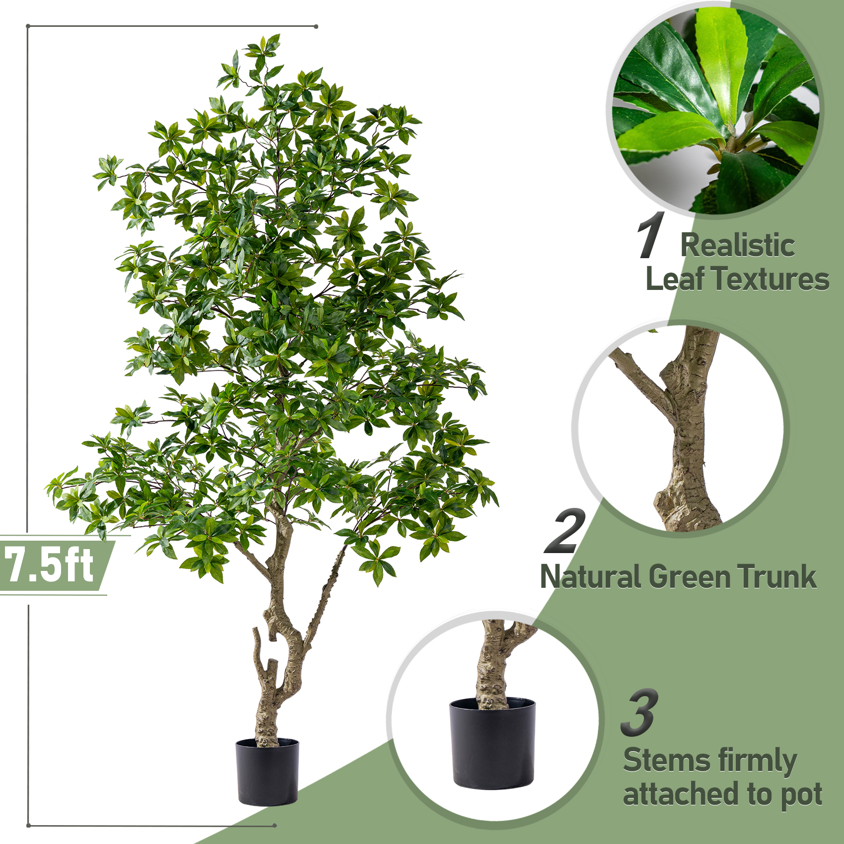 7.5ft / Pieris Tree Standard Green