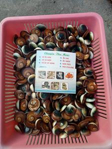 Antika Murex deniz salyangoz kabuğu tahsil avrupa deniz kabuğu sanat deniz tarzı tarak kabuk el sanatları kabuk deniz salyangoz - Product Image 6