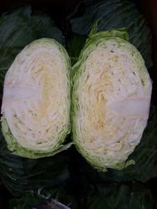 Số lượng lớn người mua hạnh phúc và bán lẻ sẵn sàng tươi Cải bắp từ Việt Nam nam cho nhà nhập khẩu và cho bán buôn (+ 84983028718) - Product Image 4