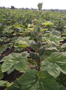 Afrika'da Verity ihracat pazarı için 90% çimlenme Okra Clemson Spineless (OP) /koyu yeşil Bhindi tohumları