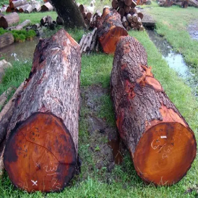 Cheap fresh Timber Logs Teak Wood / Oak Wood Logs / Pine Wood Logs