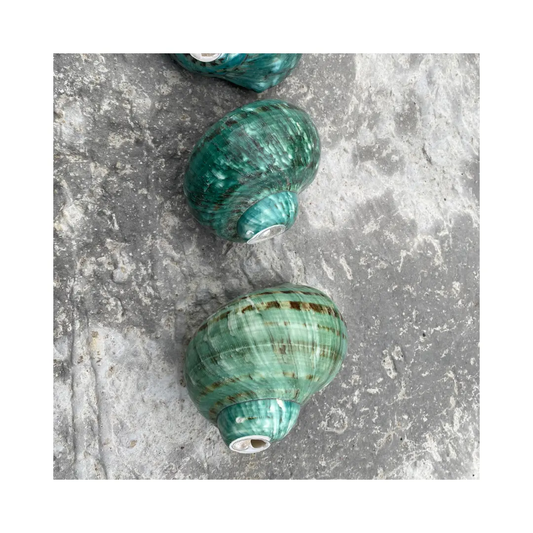 La meilleure qualité grand turban vert coquille rare coquilles de conque bleue naturelle de haute qualité avec un prix compétitif pour l'exportation