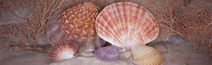 HANDCRAFTED SEASHELLS / SEA BREEZE VIBES / GIFT IDEAS / ORGANIC ELEMENTS - Product Image 6