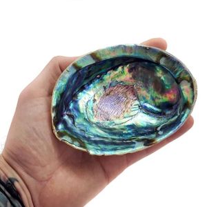 Ham temiz kuru Paua Abalone kabukları adaçayı lekeleri kitleri için mavi yeşil Abalone kabuk ucuz fiyat - Product Image 5