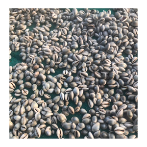 Decorative Cowrie <strong>Shell</strong> from Vietnam by 99 Gold Data for Craft Projects Gift Sets and Interior Design <strong>Shell</strong> - Product Image 6
