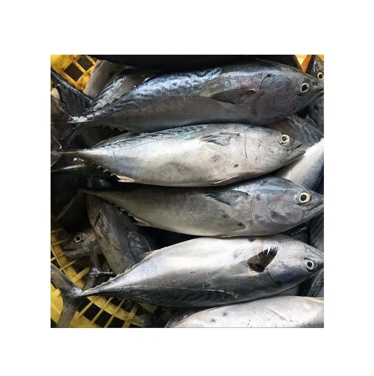 Заводская Лучшая цена, цельный замороженный тунец скипджек | Замороженные морепродукты с быстрой доставкой