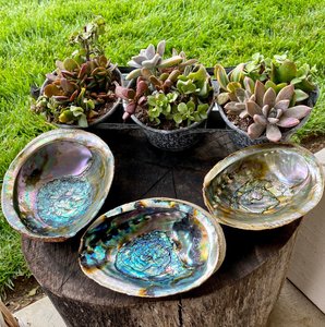 Großhandel Massen menge Paua Muschel stücke Abalone Muschel grün blau Muscheln wettbewerbs fähigen Preis Abalones - Product Image 6