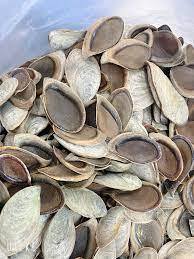 กระเป๋าหีบห่อธรรมชาติ murex opculum เปลือกหอยแห้ง - Product Image 5