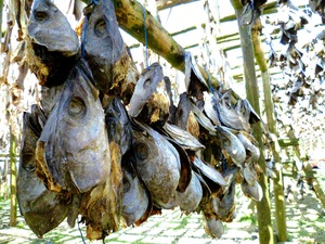 100% טהור באיכות Stockfish ראש/בקלה מיובש מלאי דגים גדלים 45kg בייל למכירה