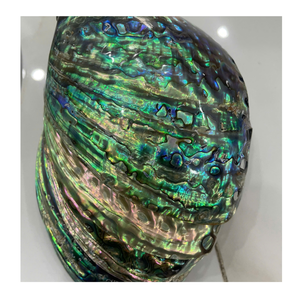 Polierte natürliche Abalone-Muscheln aus Vietnam Abalone-Muscheln für die Herstellung von Ohrringen und Küsten-Wohnkultur - Product Image 4