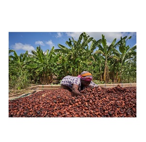&quot;Buy <strong>Cocoa</strong> for Sale at Affordable Prices High-Quality <strong>Cocoa</strong> Powder for Baking and Chocolate Making at Discounted Rates&quot; - Product Image 3