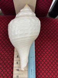 Özel yapılmış otantik el işi % kabuklu deniz hayvanı kabuğu geleneksel ses ve doğal zerafet. - Product Image 5