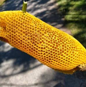 Nido d'ape crudo a nido d'ape pettine di miele per la vendita 100% naturale pettine di miele dalla foresta pluviale tropicale - Product Image 6