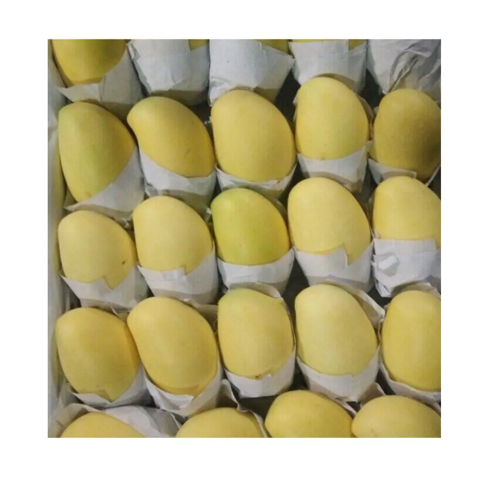 Ingrosso mango fresco 100% mango biologico con buon prezzo e alta qualità da 99 dati d'oro in Vietnam