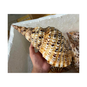 Deniz kabuğu zanaat ve hatıra için 100% doğal deniz kabuğu trompet kabukları salyangoz kabuklu deniz hayvanı kabuğu müzik aletleri için - Product Image 1