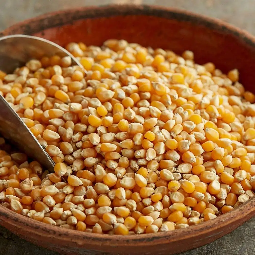 Maíz amarillo, maíz amarillo seco, palomitas, maíz blanco para consumo y alimentación animal