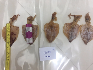 Feinste Qualität getrocknetes Tintenfisch Vietdelta Marke Qualitätsprodukt aus Vietnam getrocknete dünne Tintenfische Sotong Kering Nipis