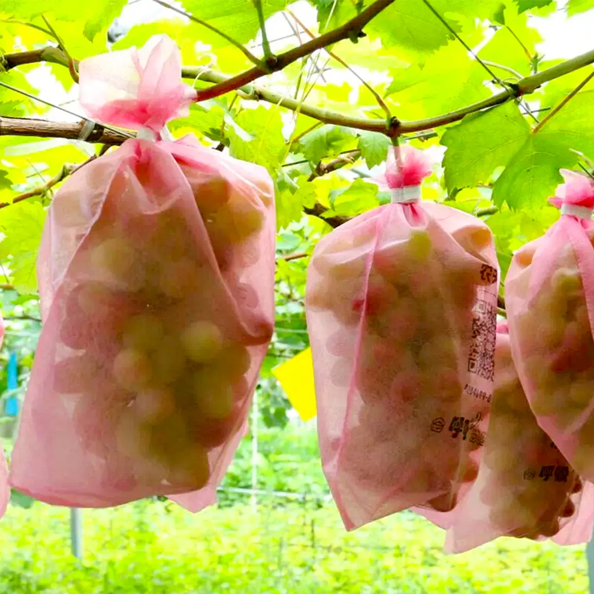 Uva fresca Mango Guayaba Frutas Verduras Bolsa de protección no tejida Agricultura Fruta Acelerar bolsas de crecimiento