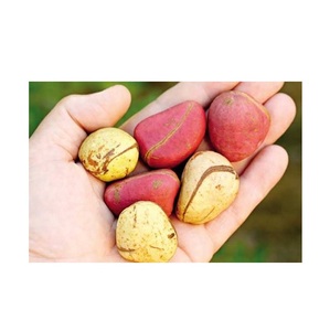 ถั่วโคลารสขม/ถั่วส้ม/ถั่วโคล่าสดจากธรรมชาติ - Product Image 5
