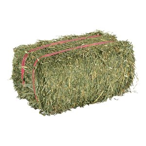 FRESHLY HARVESTED ALFALFA STACKED in BALES <strong>BULK</strong> SUPPLIER 550-600 Kg ALFALFA DOUBLE COMPRESSED BALES - Product Image 1
