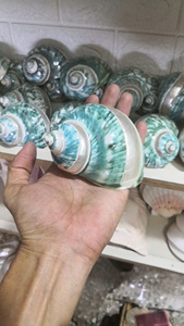 Wholesale Large Natural Sea <strong>Shells</strong> Sea Snail <strong>Shells</strong> White Scallop <strong>Shells</strong> for Decoration Ready to Export from Vietnam - Product Image 2