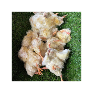 ペットのヘビ、トカゲ、ワニ、キツネ、タカ、皮、鳥の獲物などのための凍った日古いひよこ赤ちゃんのひよこ。