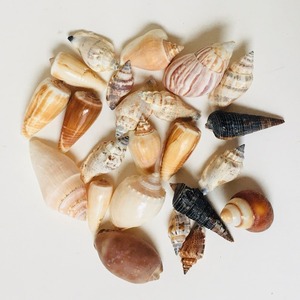 Various Sizes Assorted Queen Conch <strong>Shells</strong> Natural Ocean Sea <strong>Shell</strong> Souvenir Collection Seashells for Export - Product Image 3