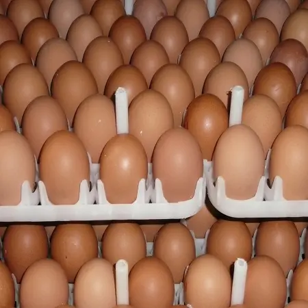 Huevos frescos de mesa al por mayor y huevos para incubar Ross 308 y Cobb 500 a precios muy asequibles