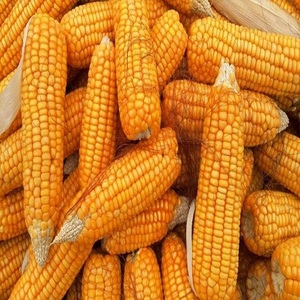 อาหารเกรด1สีขาวและสีเหลืองข้าวโพด/ข้าวโพดแห้งสำหรับขาย