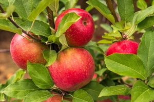 Organik Fuji taze elma yüksek kaliteli kırmızı elma altın appcrisp ile gevrek ve tatlı doğal tat toptan fiyat - Product Image 2