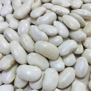 白芸豆
