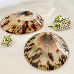 El sanatları için yüksek kaliteli Limpet kabuk deniz kabuğu ve kabukları - Product Image 6