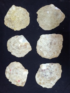 Özel yapılmış anne inci kabukları için çeşitli boyutlarda dekoratif amaçlı çeşitli boyutlarda mevcut - Product Image 3